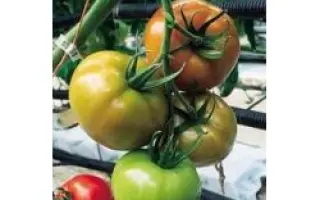 Чарльстон F1 / Charlestone F1