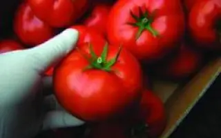 Царин F1 / Tsarine F1