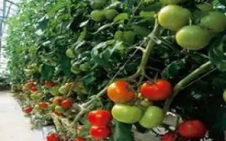 Эмоушн F1 / Emotion F1