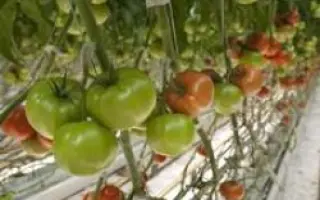Гродена F1 / Growdena F1