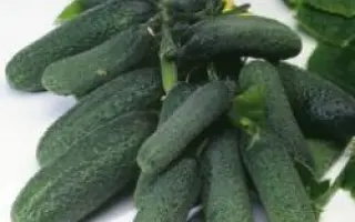 Минерва F1 / Minerva F1