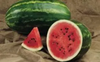 Селебрешн F1 / Celebration F1