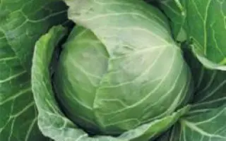 Кевин F1 / Kevin F1