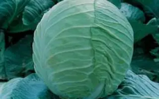 Эрдено F1 / Erdeno F1