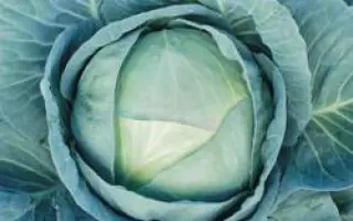 Агрессор F1 / Agressor F1