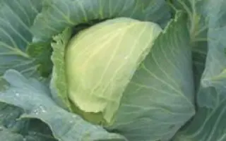 Куизор F1 / Quisor F1