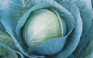 Триперио F1 / Triperio F1