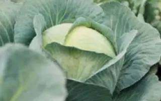 Адаптор F1 / Adaptor F1