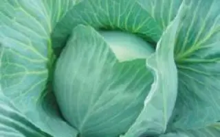 Блоктор F1 / Bloktor F1