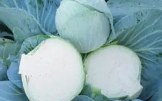 Новатор F1 / Novator F1