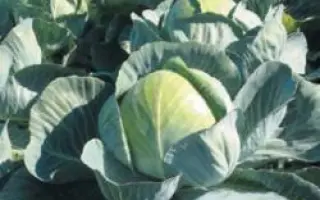 Килагерб F1 / Kilaherb F1