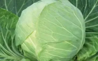 Килагрег F1 / Kilagreg F1