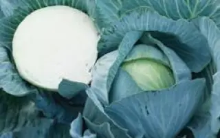 Килатон F1 / Kilaton F1