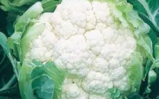 Америго F1 / Amerigo F1