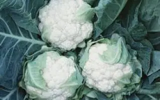 Леканю F1 / Лекану F1 / Lecanu F1