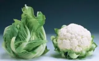 Кортес F1 / Cortes F1