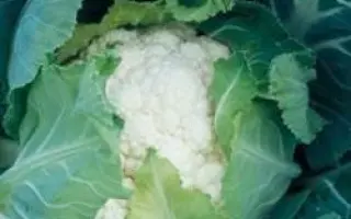 Ливингстон F1 / Livingston F1