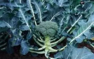 Монако F1 / Monaco F1