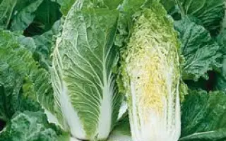 Суприн F1 / Suprin F1