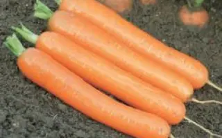 Дордонь F1 / Dordogne F1