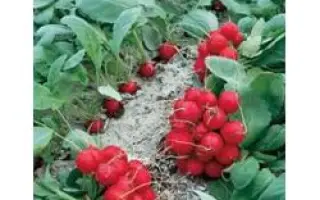 Рондар F1 / Rondar F1