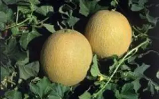 Примал F1 / Primal F1