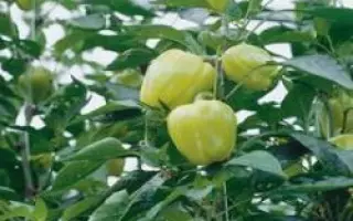 Блонди F1 / Blondy F1