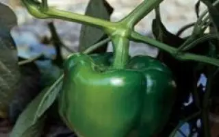 Юпитер F1 / Jupiter F1