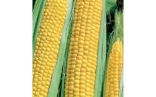 Бостон F1 / Boston F1