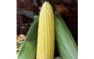 Болд F1 / Bold F1