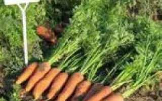 Канада F1 / Canada F1