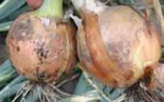 Тамара F1 / Tamara F1