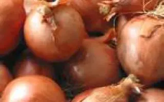 Манас F1 / Manas F1