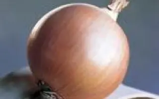 Дайтона F1 / Daytona F1