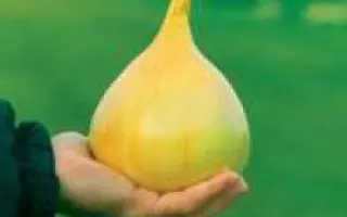 Эксибишен / Exhibition