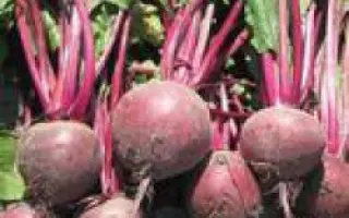 Водан F1 / Wodan F1