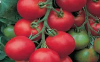 Толстой F1 / Tolstoi F1