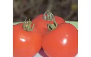 Полфаст F1 / Polfast F1