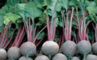 Пабло F1 / Pablo F1