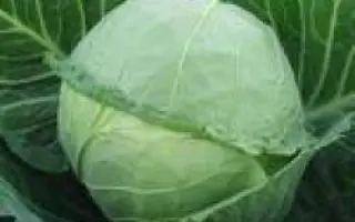 Парел F1 / Parel F1