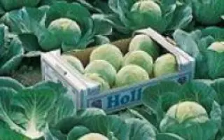 Камбрия F1 / Cambria F1