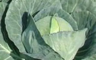 Камбрия F1 / Cambria F1