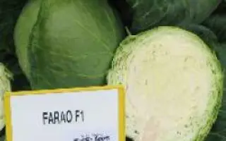 Фарао F1 / Farao F1