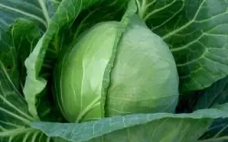 Фарао F1 / Farao F1