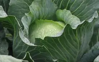 Бронко F1 / Bronco F1