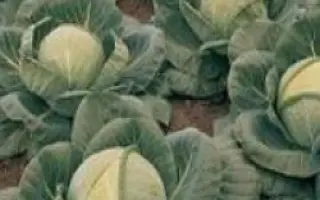 Томас F1 / Tomas F1