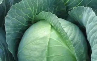 Томас F1 / Tomas F1