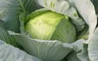 Леопольд F1 / Leopold F1