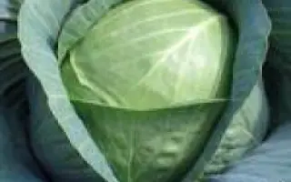 Краутман F1 / Krautman F1