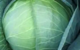 Мегатон F1 / Megaton F1